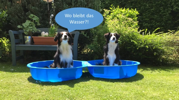 Hunde aus der bisherigen Homepage